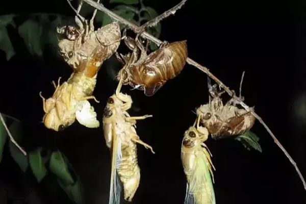 知了猴在什么树下多，附养殖方法