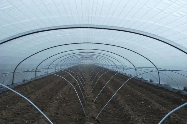 大棚辣椒种植技术与管理,亩产量一般多少斤