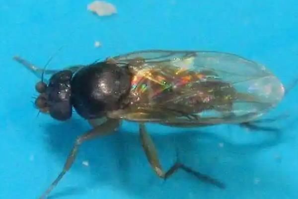 蜗牛的天敌有哪些