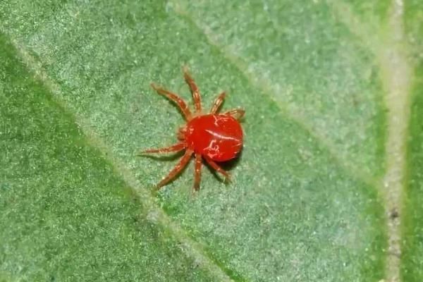 茄子红蜘蛛病害图片及防治