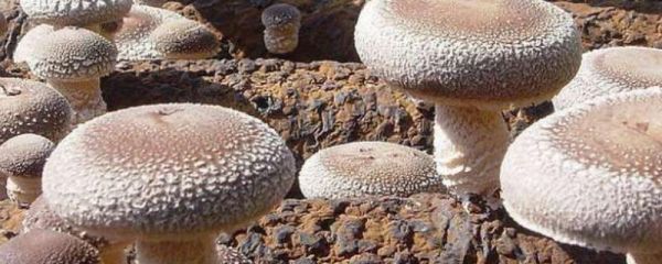 菌类有哪些种类