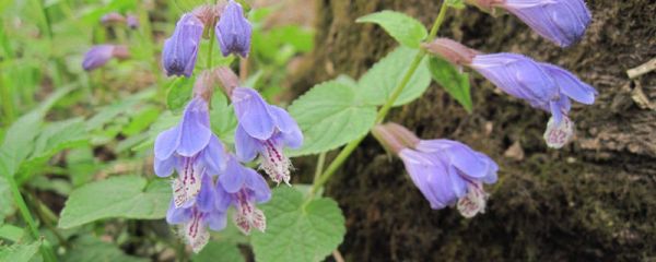 黄芩苗什么时候移栽