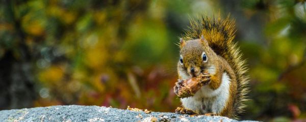 松鼠笼子多大合适