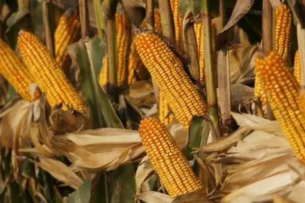 强硕168玉米种简介,适合哪里种植,产量如何