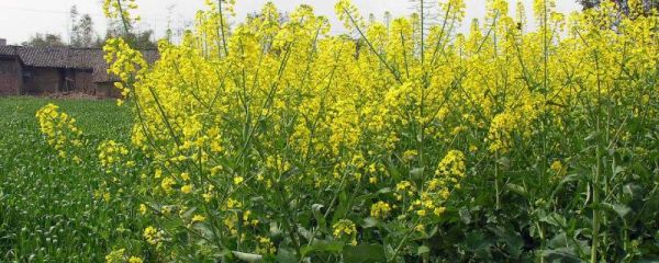 油菜播种时间，十月还能种吗？冬天会冻死吗