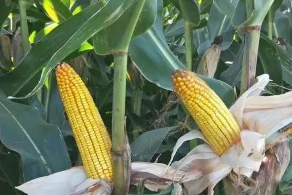 中科玉505玉米种简介,适合哪里种植,产量如何