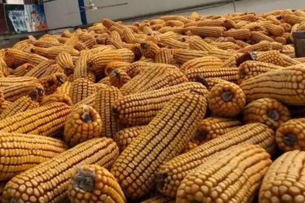 强硕168玉米种简介,适合哪里种植,产量如何