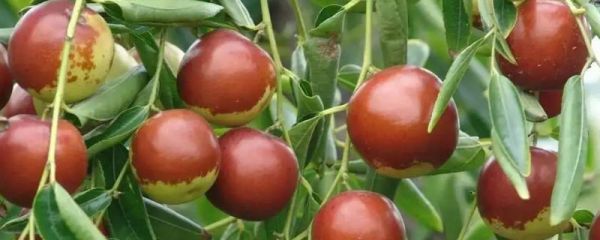 黄骅冬枣产地是哪里,附简介