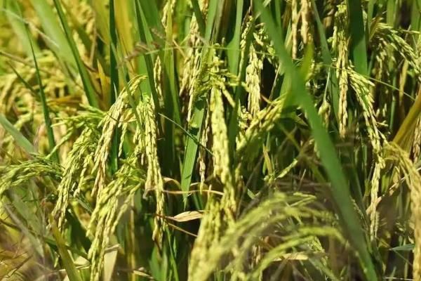 早稻播种时间，水稻种植方法