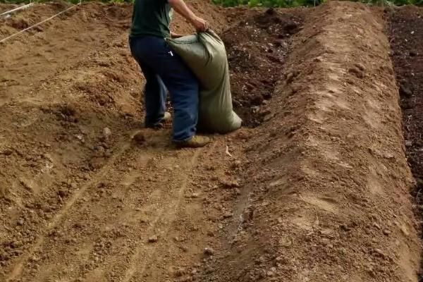 大棚养蚯蚓技术