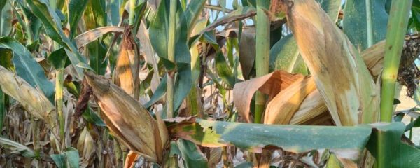 中科玉505玉米种简介,适合哪里种植,产量如何