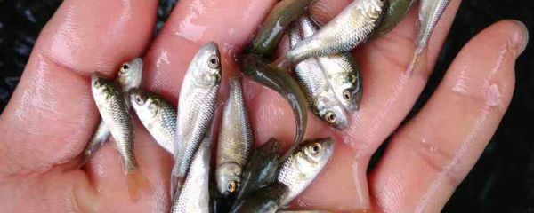 小草鱼苗要喂什么东西