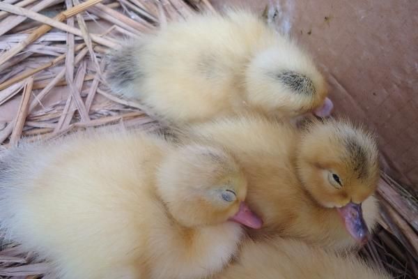 小鸭子生病了吃什么药