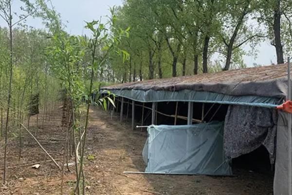 知了猴在什么树下多，附养殖方法