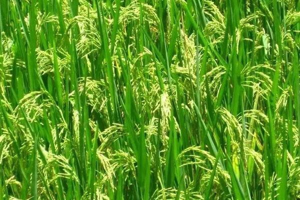 早稻播种时间，水稻种植方法