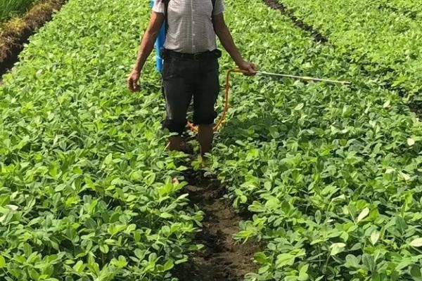 如何种花生才能高产