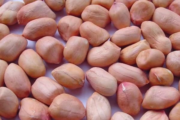 花生芽生产技术，花生芽有毒吗