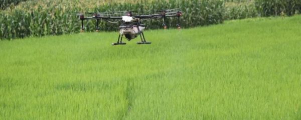 五氟氰氟草使用方法,主要杀什么草