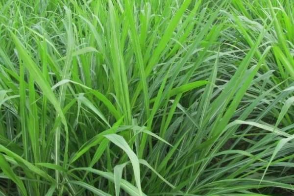 畜牧草有哪几种