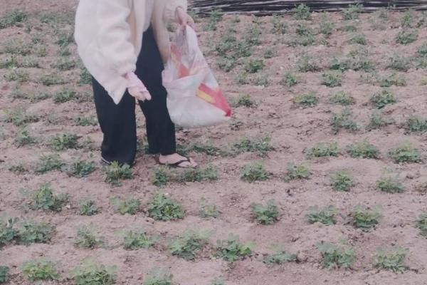 如何种花生才能高产