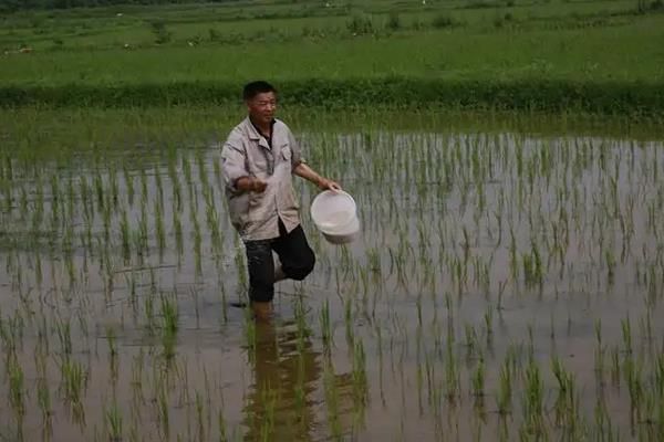 繁殖水稻的第一步是什么，水稻种植方法
