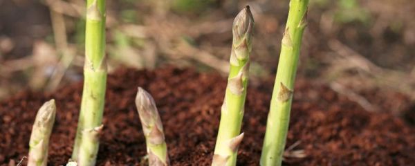 芦笋适合哪些地区种植，和竹笋有什么区别