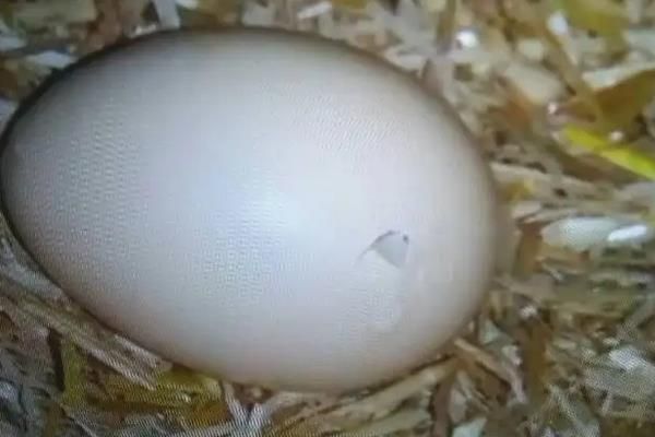 孵小鸡需要公鸡受精吗，孵小鸡的步骤