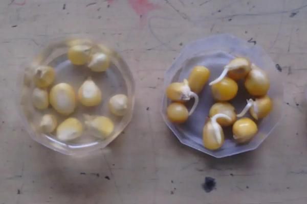 玉米种子泡多长时间,玉米种子怎么种步骤