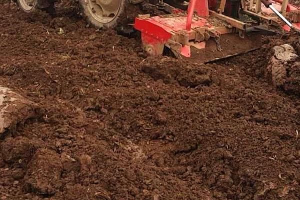 奥尼尔蓝莓特点介绍,附种植方法