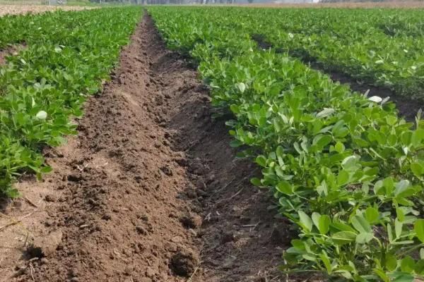 芒种种花生晚不晚