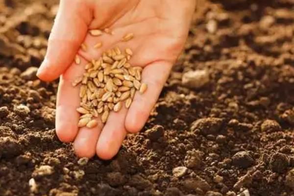 露地茄子种植管理技术,种植茄子一亩利润多少