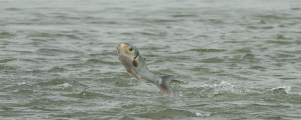 白鲢爱吃香还是臭