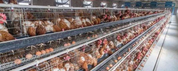 蛋鸡一天喂几次合适