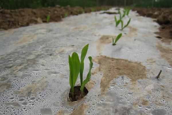 玉米种子泡多长时间,玉米种子怎么种步骤