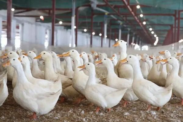 家养鸭子冬天在外面能过冬吗，附养殖方法