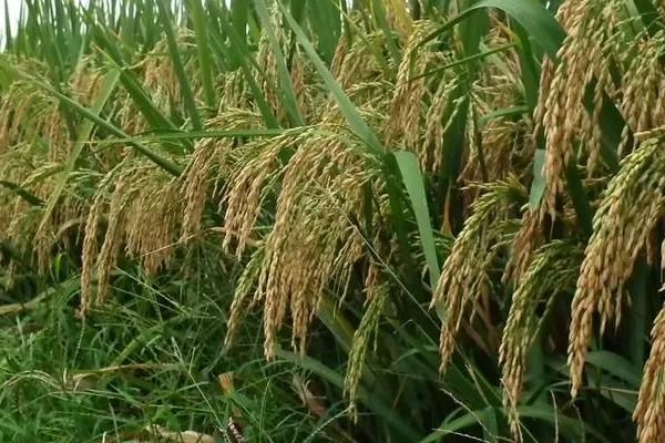 早稻播种时间，水稻种植方法