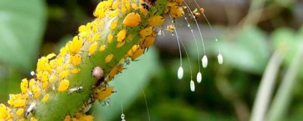 苦参碱杀菌剂使用方法,能混用哪些农药,附杀虫范围