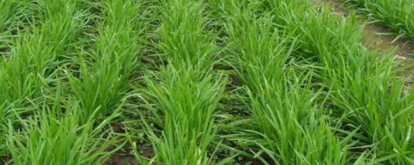 韭菜育苗新方法，韭菜需要阳光充足吗