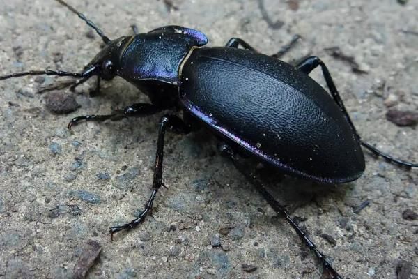 蜗牛的天敌有哪些