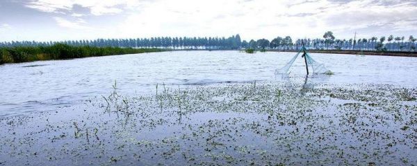 养虾盐水怎么调，如何肥水