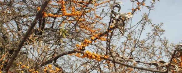 沙棘几月份成熟