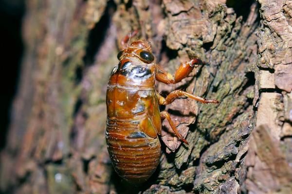 知了猴在什么树下多，附养殖方法