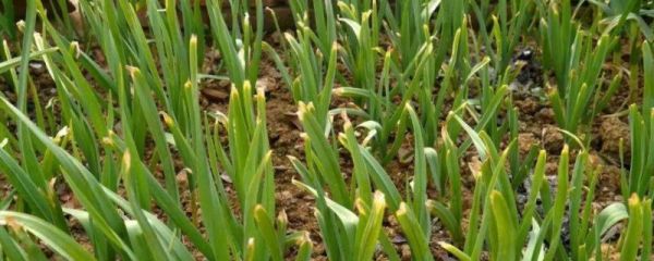 大蒜栽种方法,附栽培技术十大要点