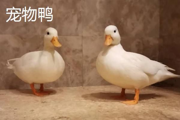 宠物鸭与普通鸭的区别