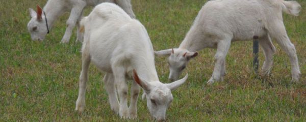羊尾巴生蛆用什么药
