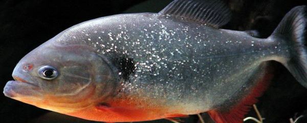 白鲳鱼金鲳鱼银鲳鱼的区别