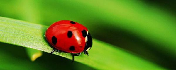 哪些瓢虫是益虫哪些瓢虫是害虫,瓢虫的特点