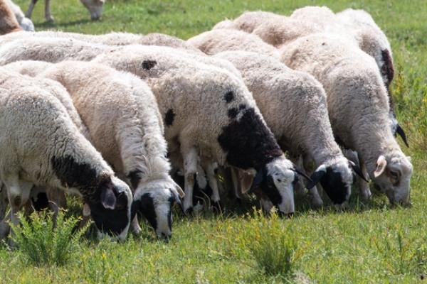 羊尾巴生蛆用什么药