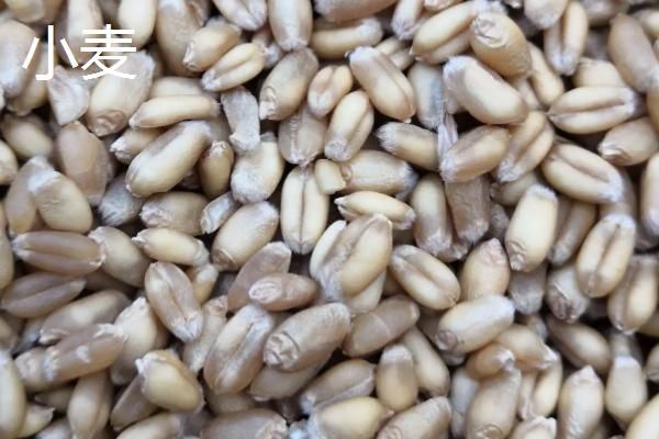 黑麦和小麦的区别