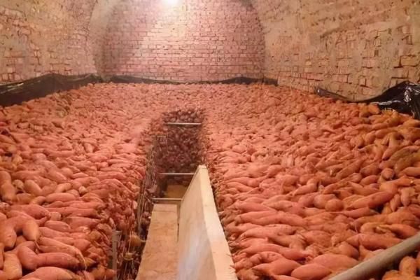 红薯防发芽的方法